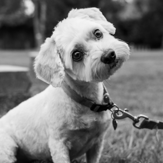 black and white photo of a maltese with short hair